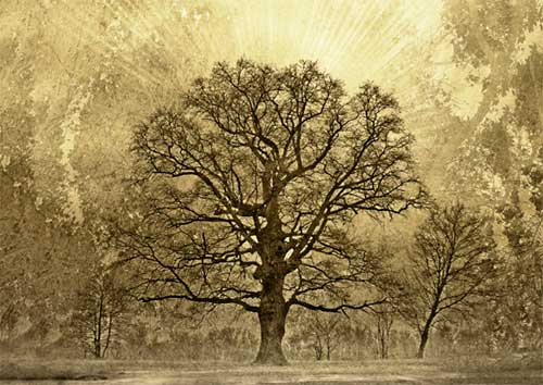 tree-utopia500 tree sleep